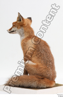 Fox  2 whole body 0007.jpg